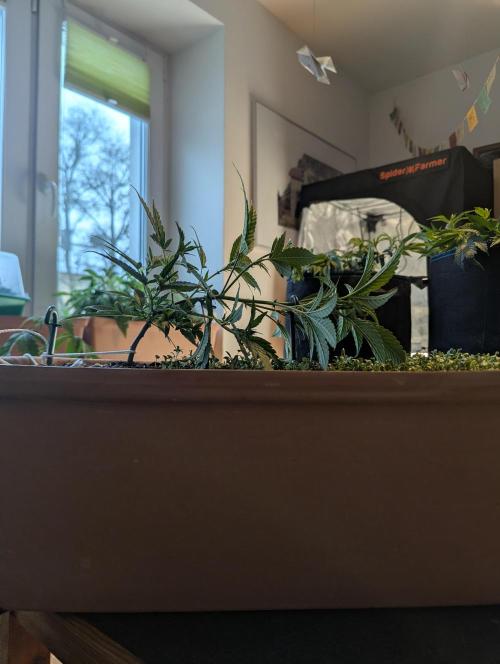Fensterbank Projekt. Week 4