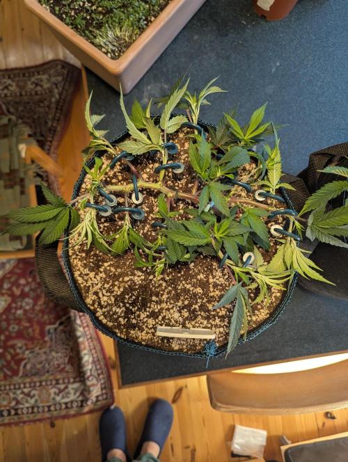 Grow Nr.2. Week 5
