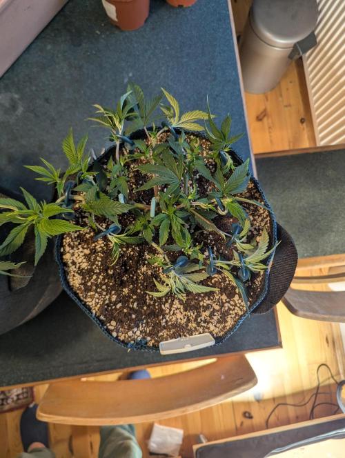 Grow Nr.2. Week 5