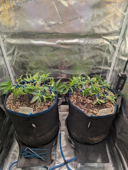 Grow Nr.2. Week 5
