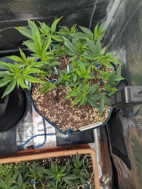 Grow Nr.2. Week 5