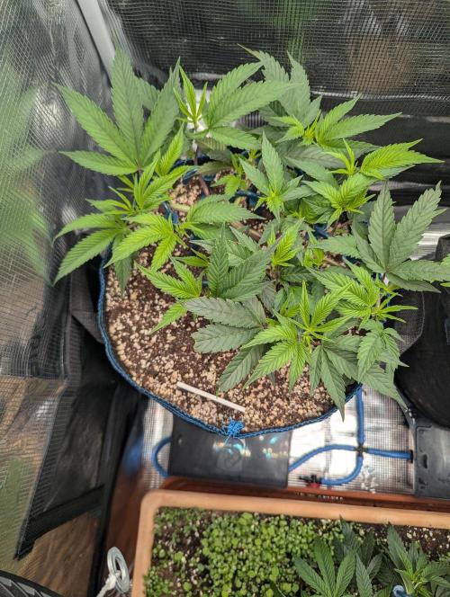 Grow Nr.2. Week 5