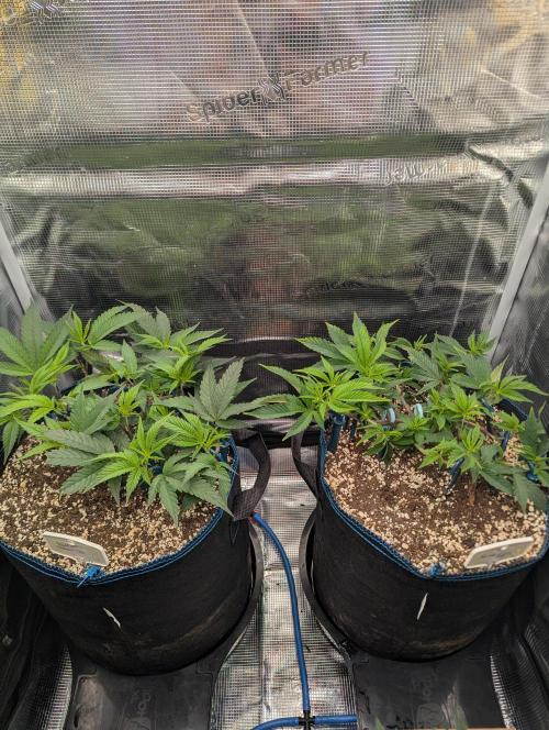 Grow Nr.2. Week 5