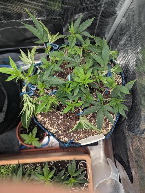 Grow Nr.2. Week 5