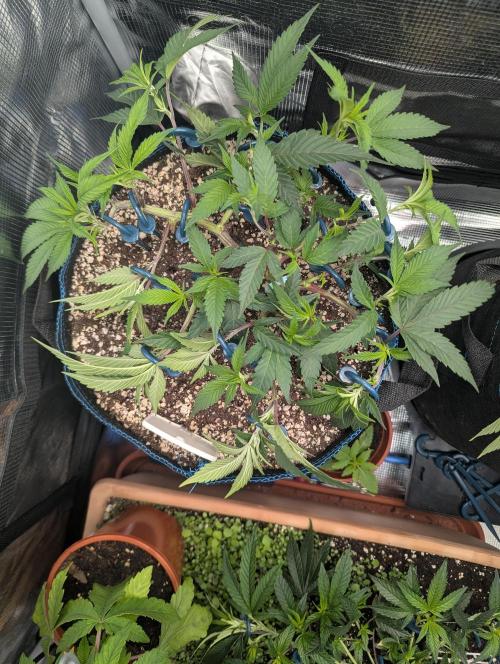 Grow Nr.2. Week 5