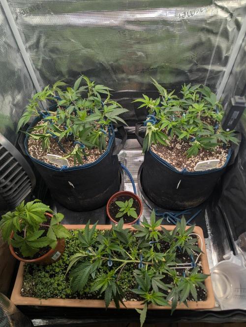 Grow Nr.2. Week 5