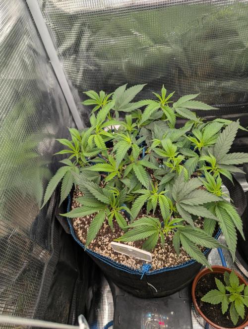Grow Nr.2. Week 5