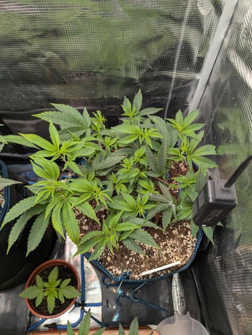 Grow Nr.2. Week 5