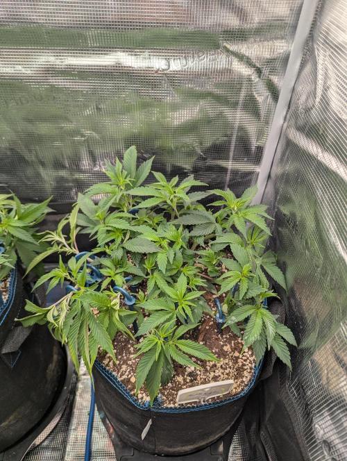 Grow Nr.2. Week 6