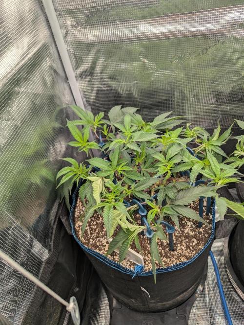 Grow Nr.2. Week 6