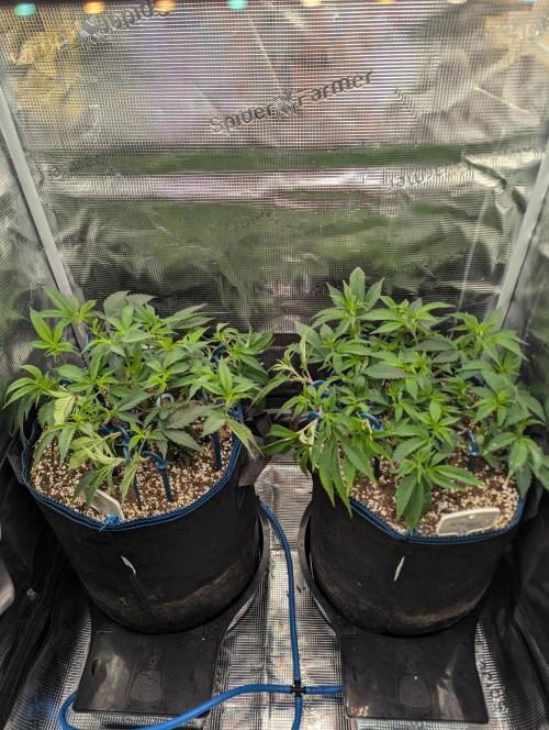 Grow Nr.2. Week 6
