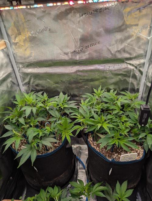 Grow Nr.2. Week 6