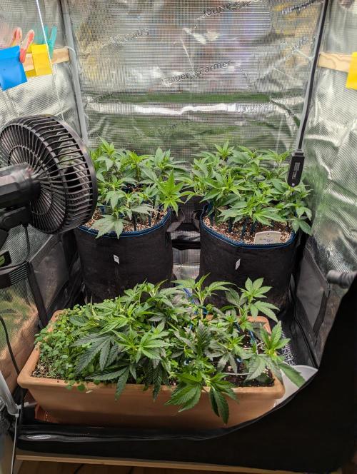 Grow Nr.2. Week 6