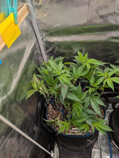 Grow Nr.2. Week 6