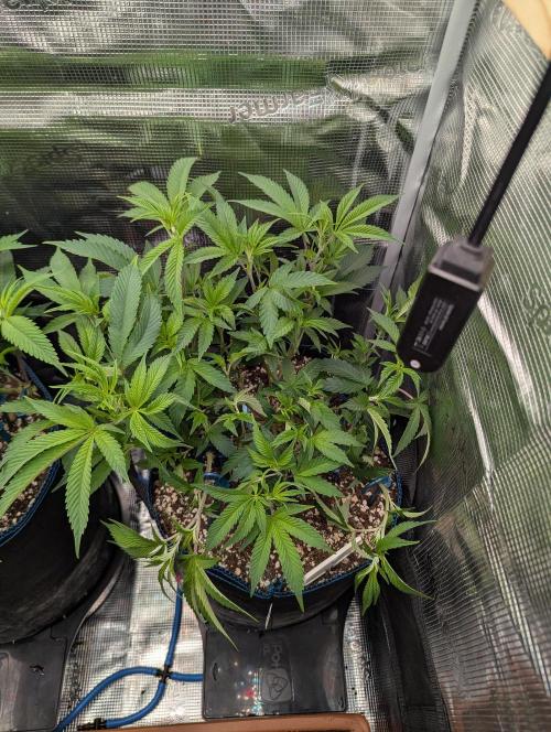 Grow Nr.2. Week 6