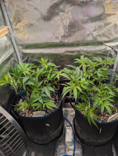 Grow Nr.2. Week 6