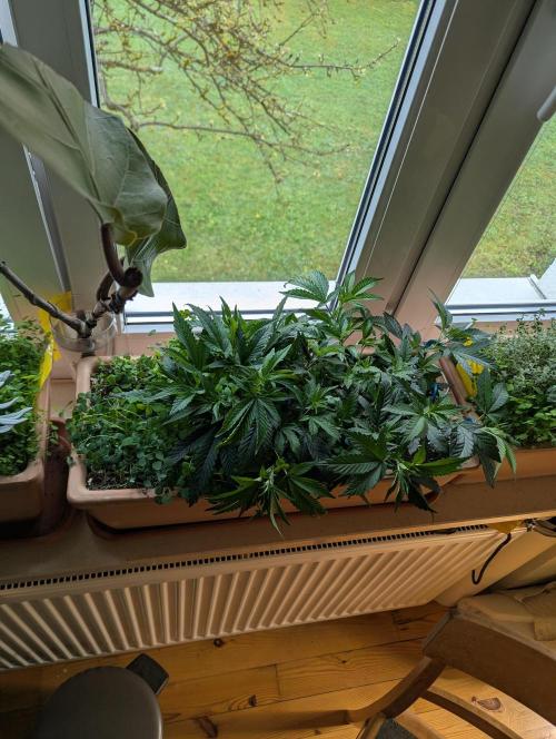 Fensterbank Projekt. Week 5