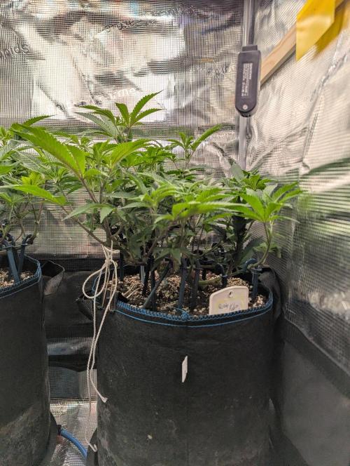 Grow Nr.2. Week 7