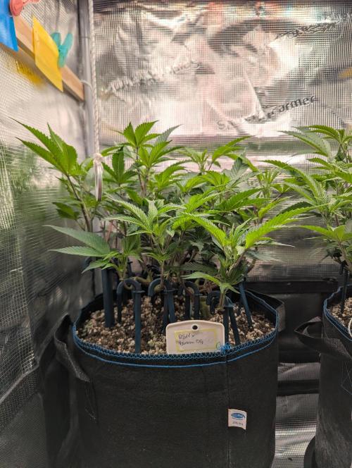Grow Nr.2. Week 7