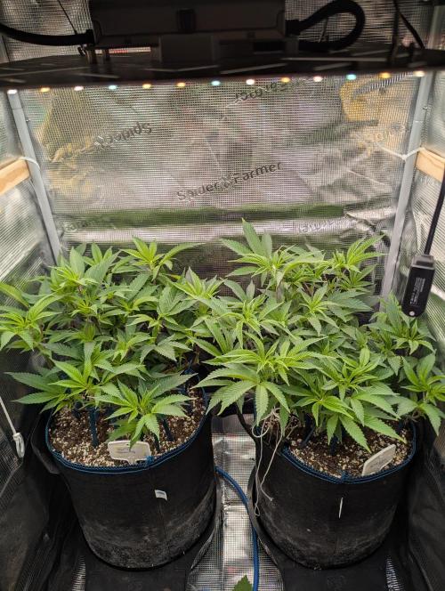 Grow Nr.2. Week 7
