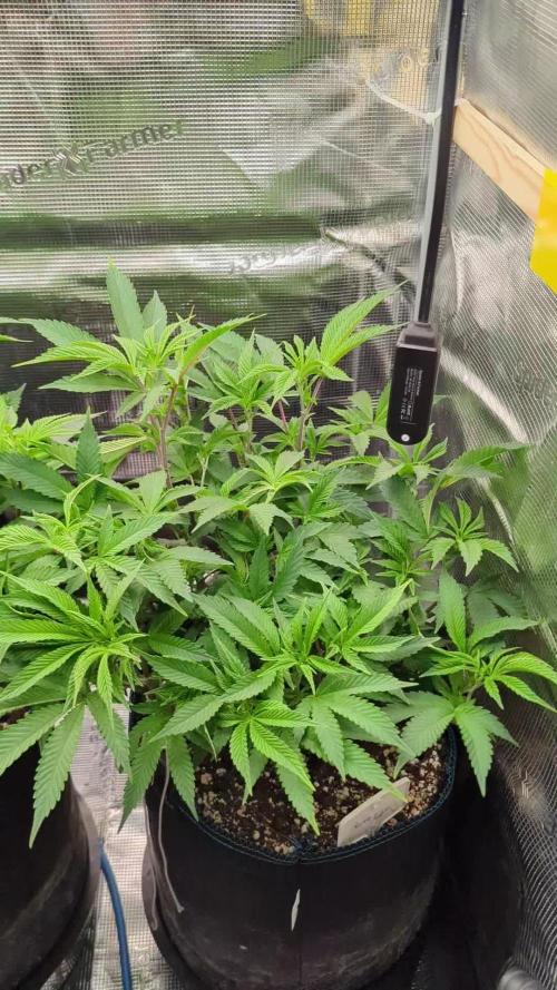 Grow Nr.2