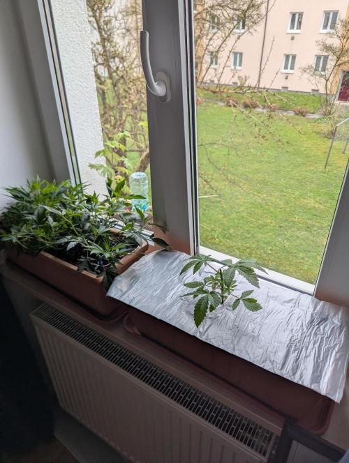 Fensterbank Projekt. Week 5