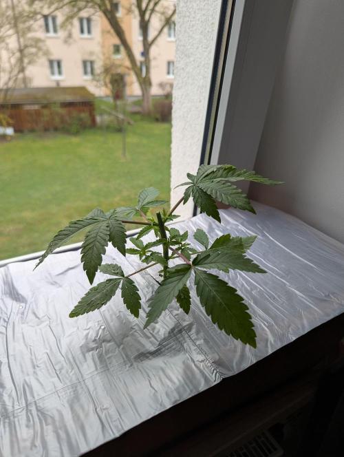 Fensterbank Projekt. Week 5