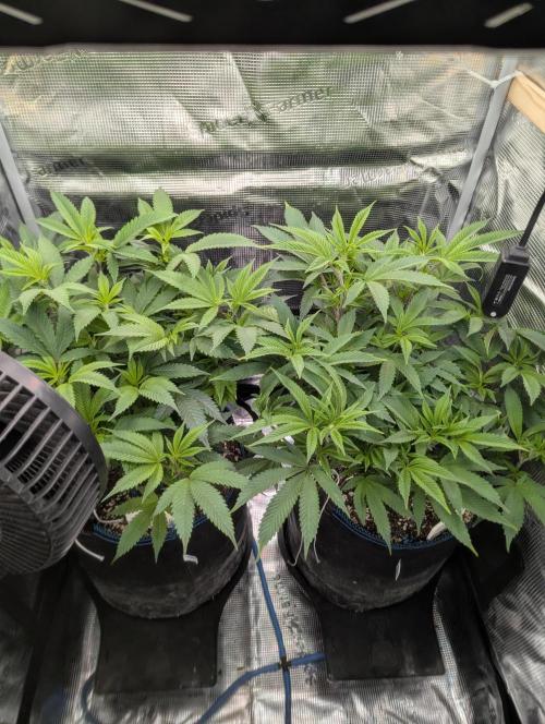 Grow Nr.2. Week 8