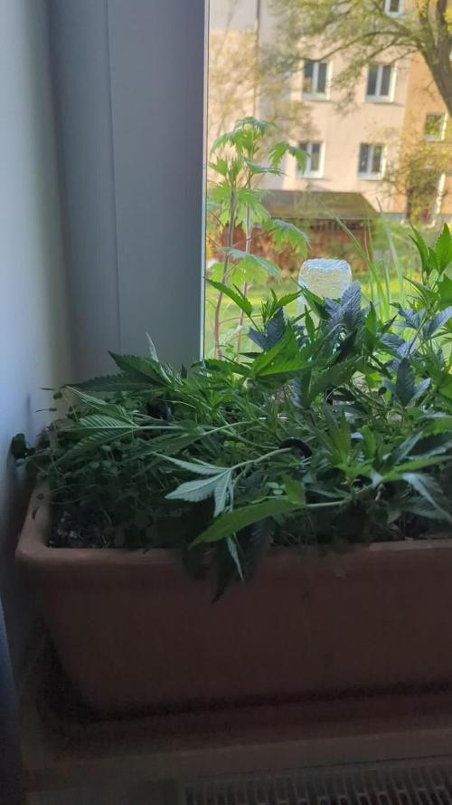 Fensterbank Projekt