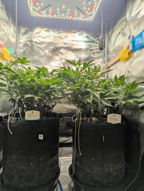 Grow Nr.2. Week 8