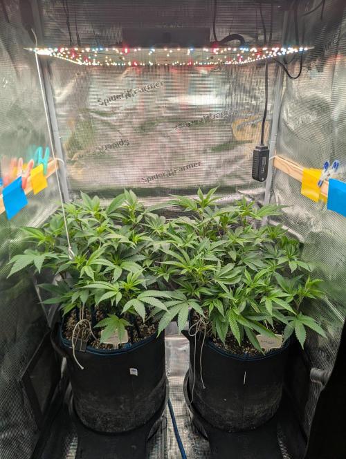 Grow Nr.2. Week 8