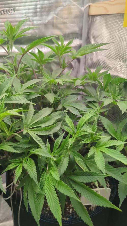 Grow Nr.2