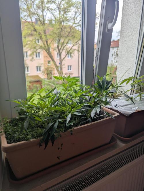 Fensterbank Projekt. Week 6