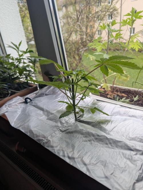 Fensterbank Projekt. Week 6