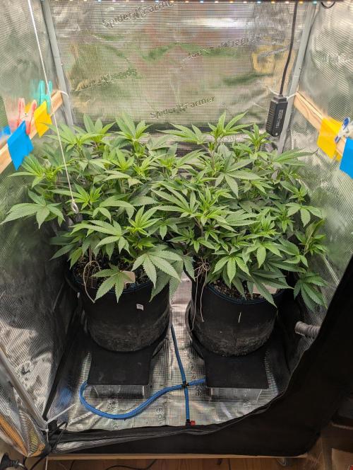 Grow Nr.2. Week 8
