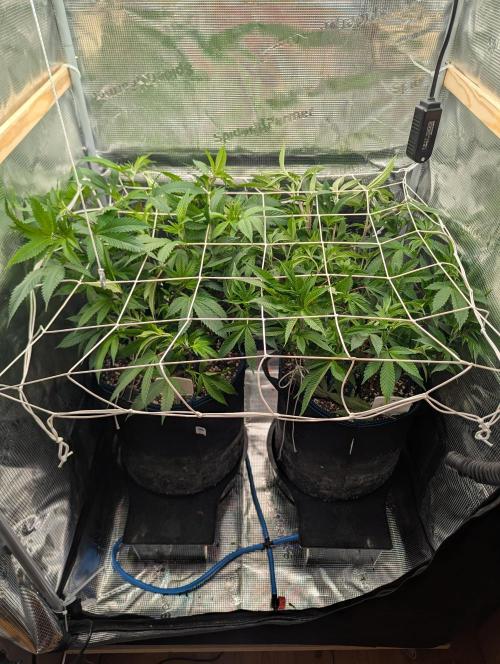 Grow Nr.2. Week 8