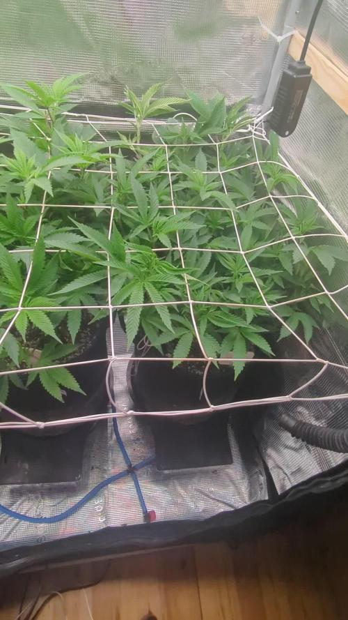 Grow Nr.2