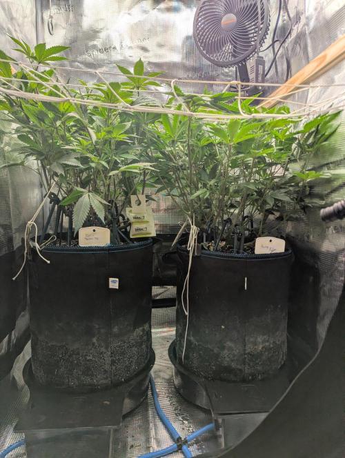 Grow Nr.2. Week 9
