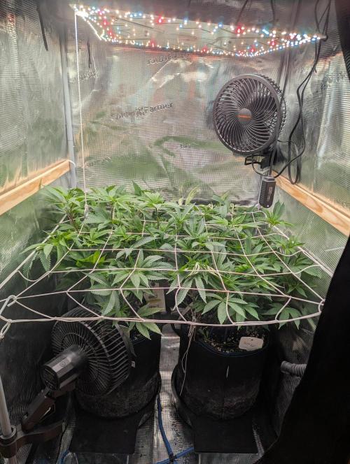 Grow Nr.2. Week 9