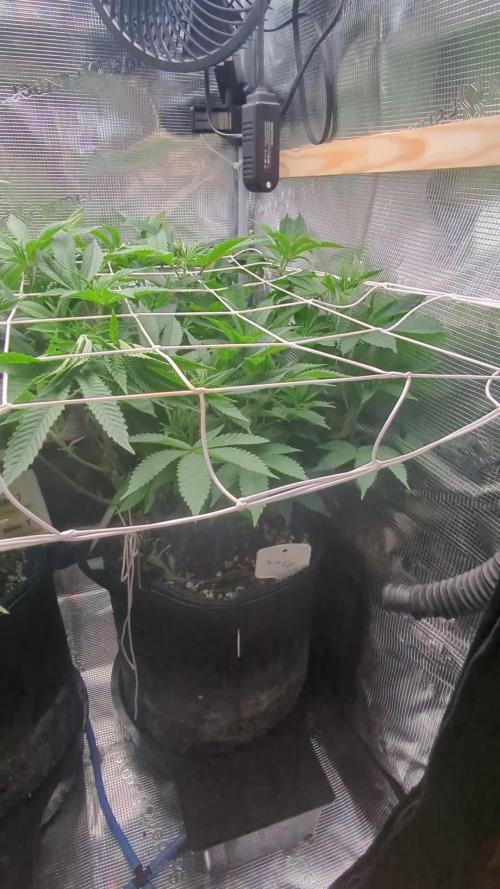 Grow Nr.2