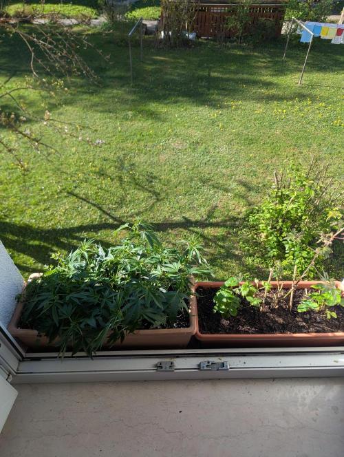 Fensterbank Projekt. Week 6