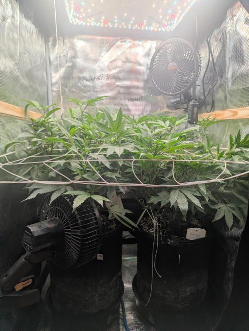 Grow Nr.2. Week 9