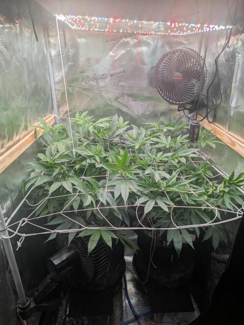 Grow Nr.2. Week 9