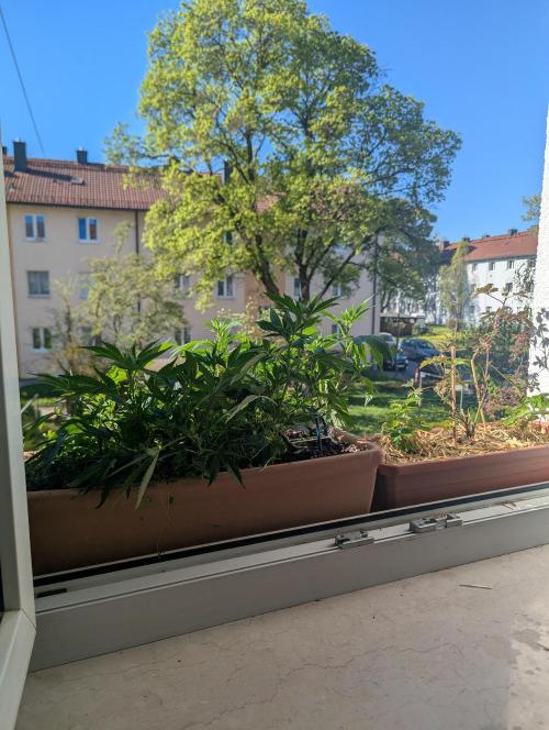 Fensterbank Projekt. Week 7
