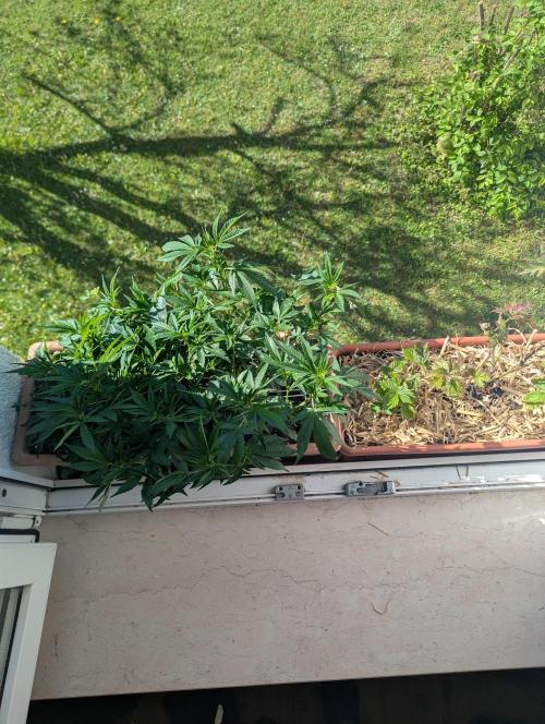 Fensterbank Projekt. Week 7