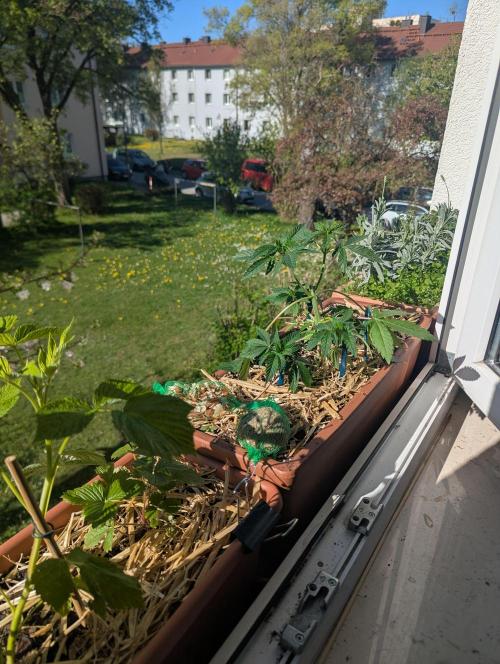 Fensterbank Projekt. Week 7