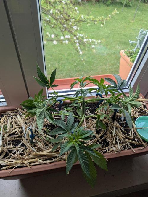 Fensterbank Projekt. Week 7