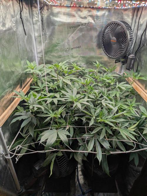 Grow Nr.2. Week 10