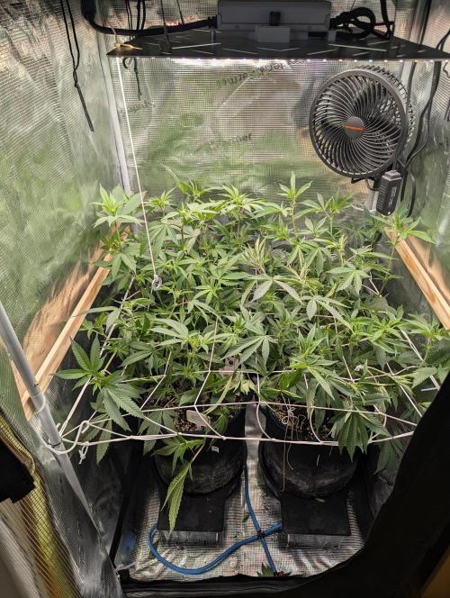 Grow Nr.2. Week 10