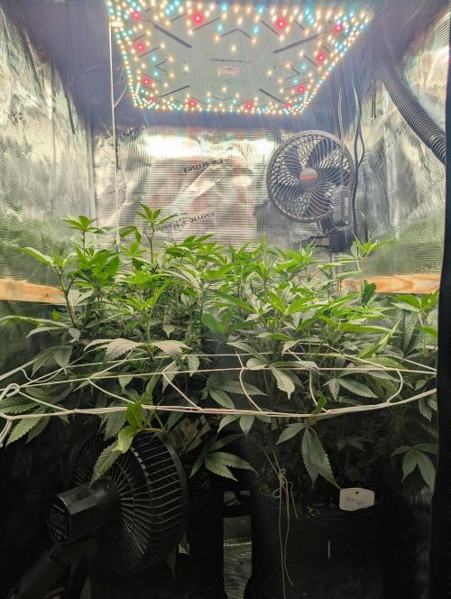 Grow Nr.2. Week 10